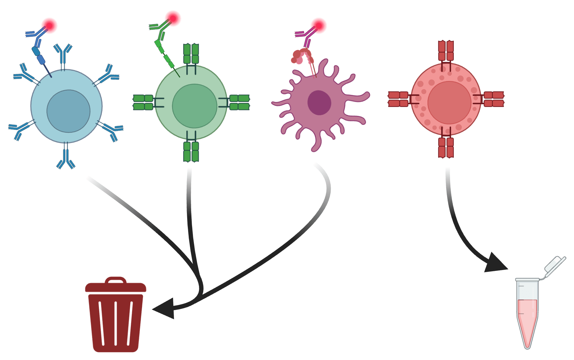 Four different cells together. Three cells are each bound by an antibody with a red fluorescent probe. All three have arrows pointing to a trash can. The four cell is not bound by any antibody and has an arrow pointing to an open Eppendorf tube.