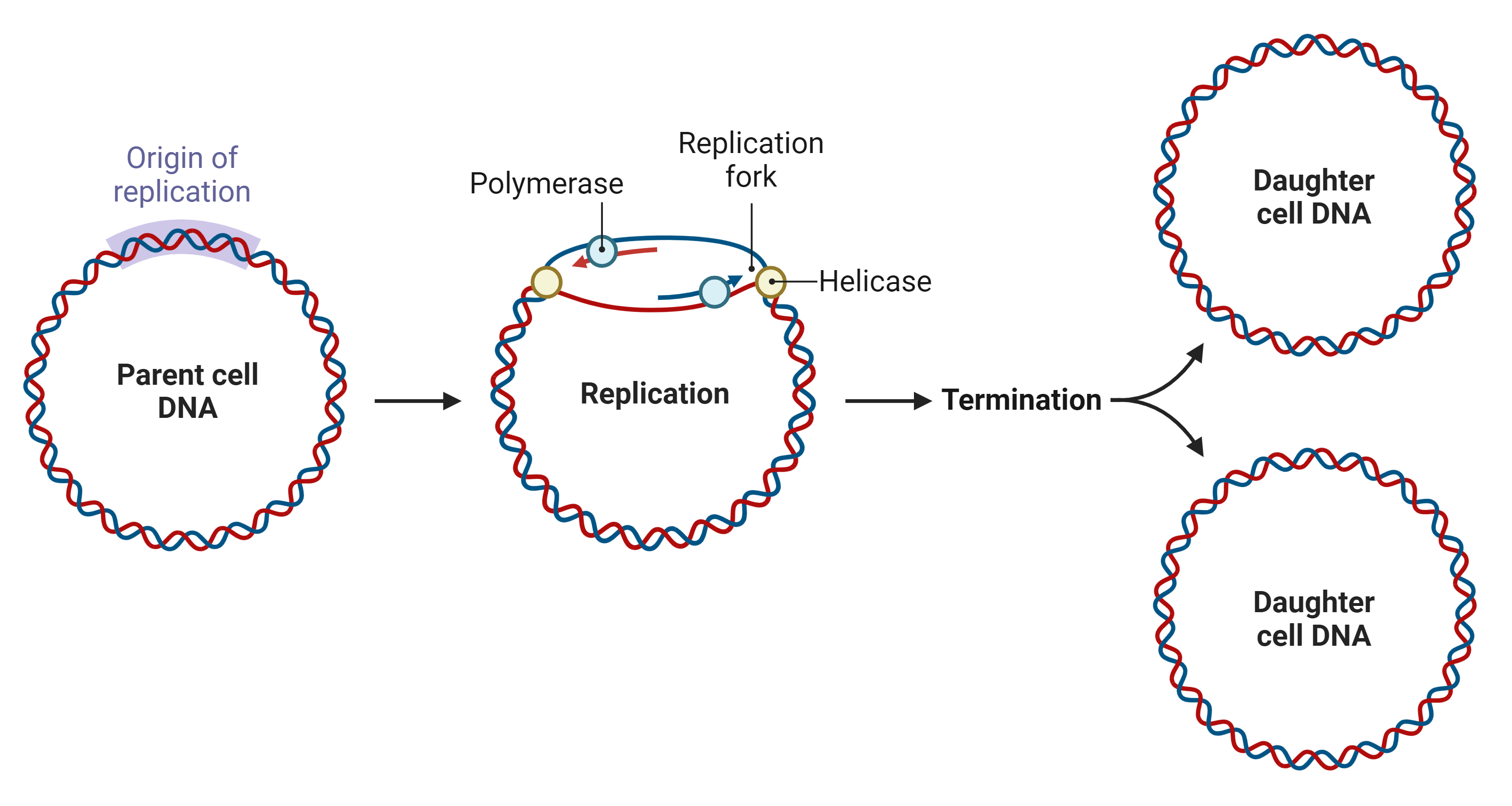 A cartoon schematic of prokaryotic chromosomal replication. The parent cell DNA is shown as a circular chromosome with a small region highlighted as the origin of replication, or ori.   During replication, the DNA helix has separated at the ori, creating a “bubble” of two single strands of DNA. The point of separation of the helix into these single strands is the replication fork. Two replication forks form on either end of the ori. At each replication fork, a helicase processively separates the DNA strands, and a polymerase synthesizes a new DNA strand paired to each single parent strand.  After termination, which is not shown in detail, the process results in two identical daughter cell DNA chromosomes.